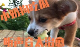 娱乐吃瓜君小奶狗,揭秘娱乐圈那些不为人知的幕后故事